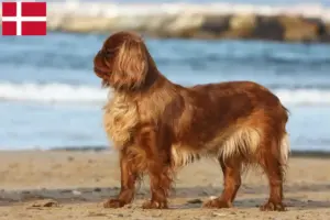 Read more about the article Criadores de King Charles Spaniel e cachorros na Dinamarca