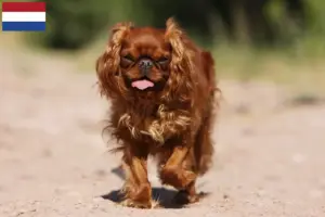 Read more about the article Criadores e cachorros de King Charles Spaniel nos Países Baixos