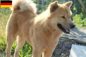 Read more about the article Criadores de Kintamani e cachorros na Alemanha