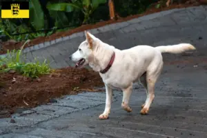 Read more about the article Criadores de Kintamani e cachorros em Baden-Württemberg
