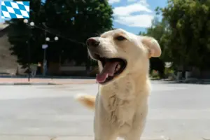 Read more about the article Criadores de Kintamani e cachorros na Baviera