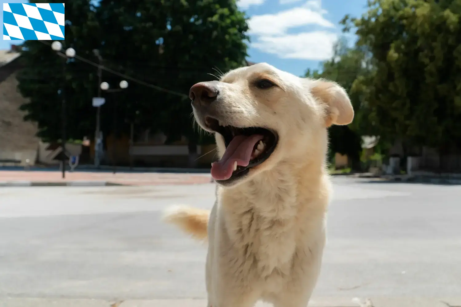 Read more about the article Criadores de Kintamani e cachorros na Baviera