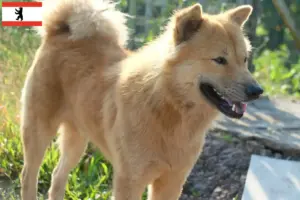 Read more about the article Criadores de Kintamani e cachorros em Berlim
