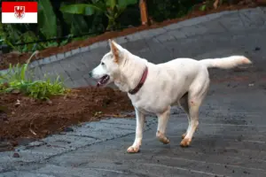 Read more about the article Criadores de Kintamani e cachorros em Brandenburg