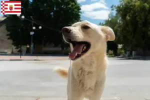 Read more about the article Criadores de Kintamani e cachorros em Bremen