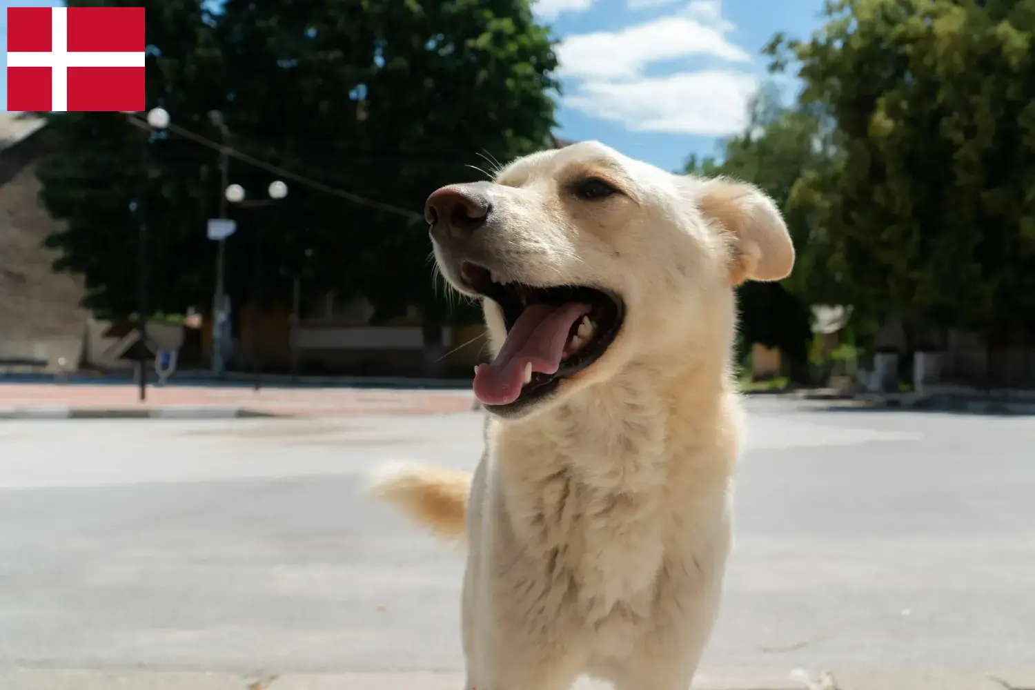 Read more about the article Criadores de Kintamani e cachorros na Dinamarca