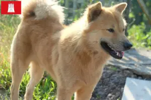 Read more about the article Criadores de Kintamani e cachorros em Hamburgo