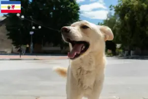 Read more about the article Criadores de Kintamani e cachorros em Mecklenburg-Vorpommern