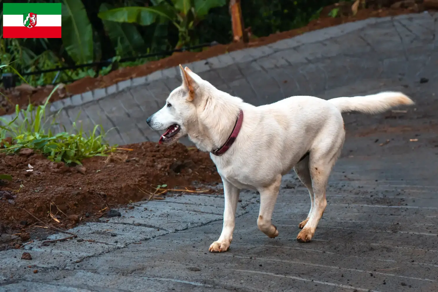 Read more about the article Criadores de Kintamani e cachorros na Renânia do Norte-Vestefália