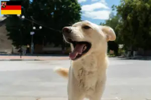 Read more about the article Criadores de Kintamani e cachorros na Renânia-Palatinado