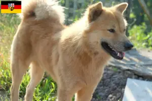 Read more about the article Criadores de Kintamani e cachorros em Saarland