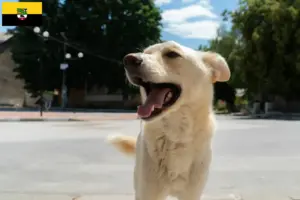 Read more about the article Criadores de Kintamani e cachorros em Saxónia-Anhalt