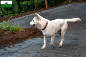 Read more about the article Criadores de Kintamani e cachorros na Saxónia