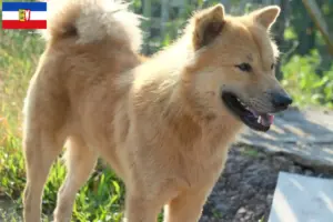 Read more about the article Criadores de Kintamani e cachorros em Schleswig-Holstein