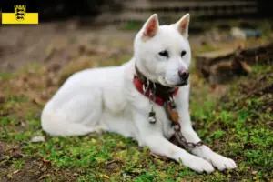Read more about the article Criadores de Kishu e cachorros em Baden-Württemberg