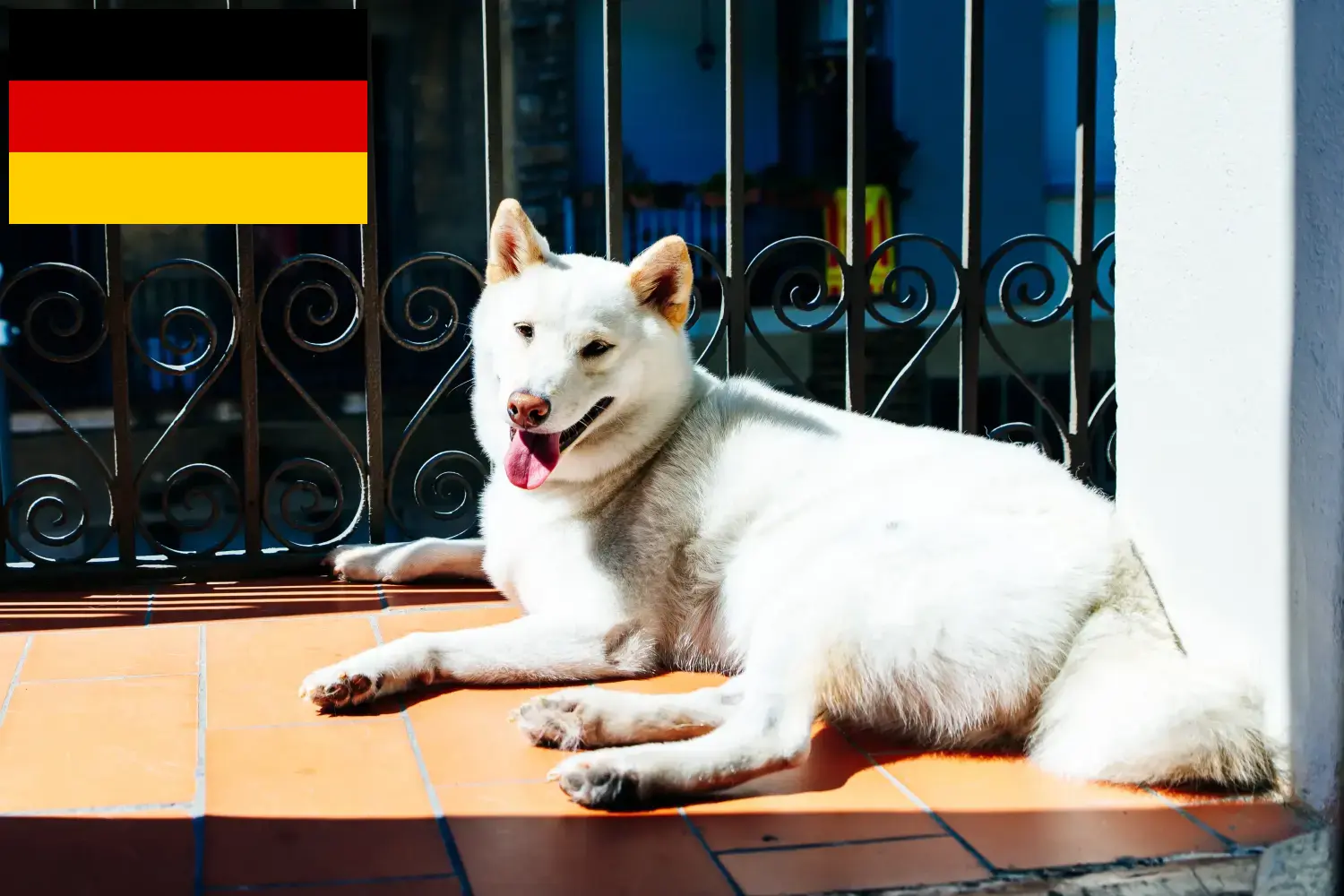 Read more about the article Criadores de Kishu e cachorros na Alemanha