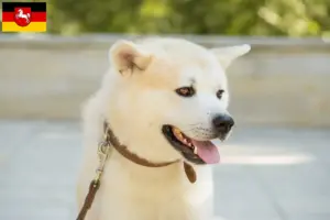 Read more about the article Criadores de Kishu e cachorros na Baixa Saxónia