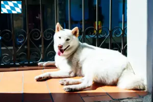 Read more about the article Criadores de Kishu e cachorros na Baviera