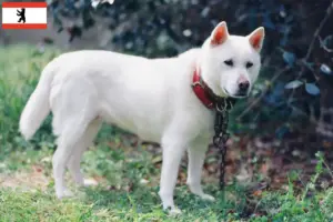 Read more about the article Criadores de Kishu e cachorros em Berlim