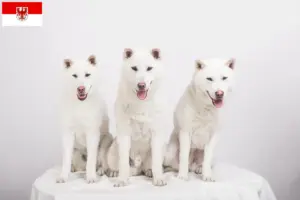 Read more about the article Criadores de Kishu e cachorros em Brandenburg
