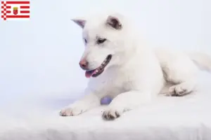 Read more about the article Criadores de Kishu e cachorros em Bremen