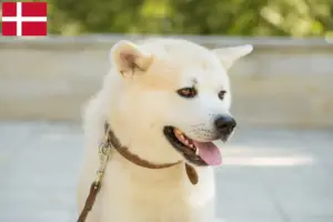 Read more about the article Criadores de Kishu e cachorros na Dinamarca