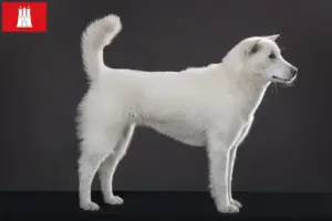 Read more about the article Criadores de Kishu e cachorros em Hamburgo