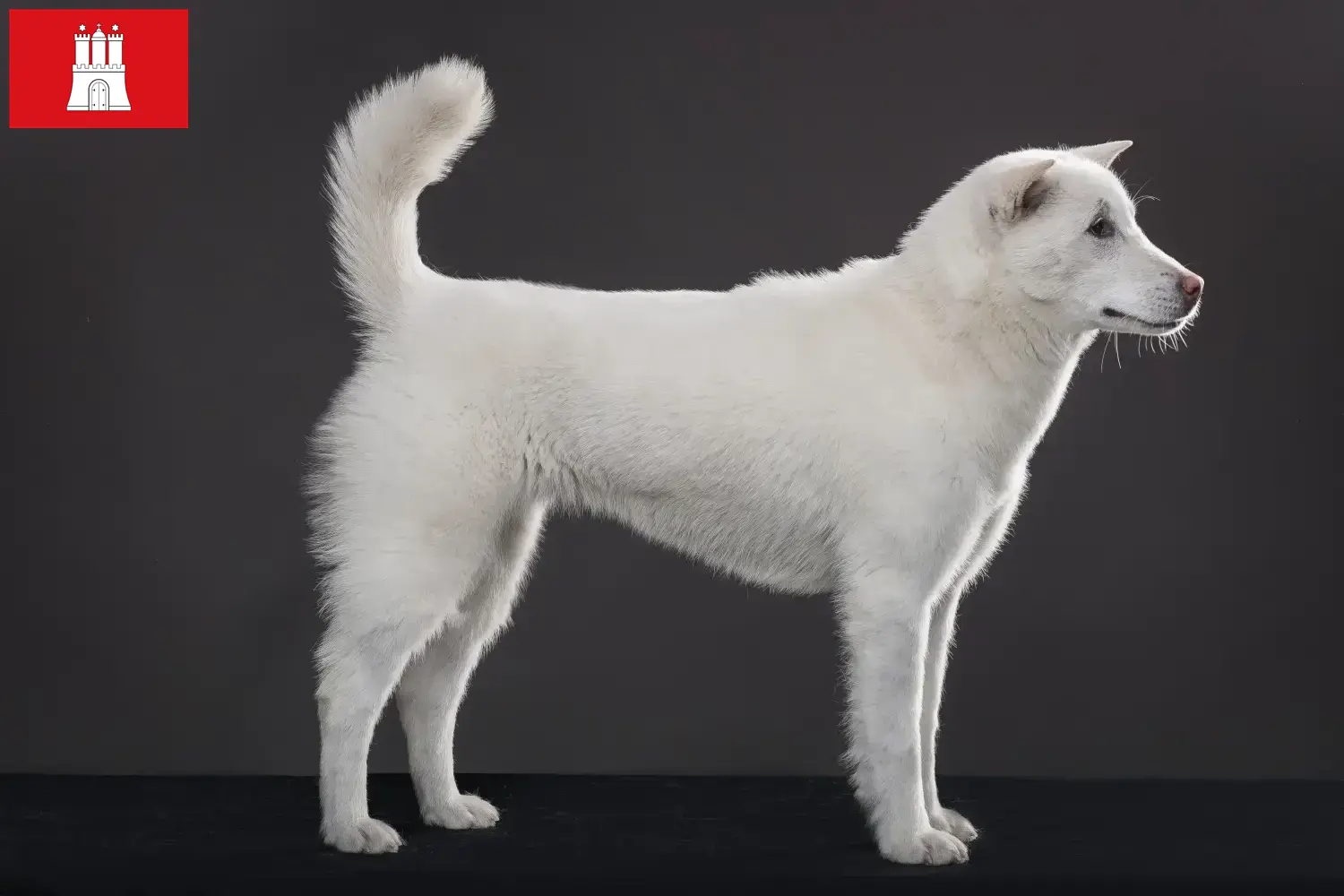 Read more about the article Criadores de Kishu e cachorros em Hamburgo