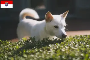 Read more about the article Criadores de Kishu e cachorros em Hessen