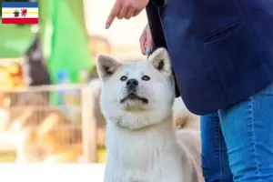 Read more about the article Criadores de Kishu e cachorros em Mecklenburg-Vorpommern