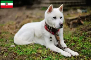 Read more about the article Criadores de Kishu e cachorros na Renânia do Norte-Vestefália