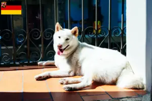 Read more about the article Criadores de Kishu e cachorros em Renânia-Palatinado