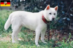 Read more about the article Criadores de Kishu e cachorros em Saarland