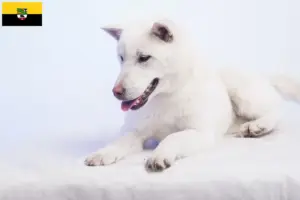 Read more about the article Criadores de Kishu e cachorros em Saxónia-Anhalt