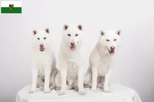 Read more about the article Criadores de Kishu e cachorros na Saxónia