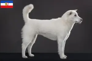 Read more about the article Criadores de Kishu e cachorros em Schleswig-Holstein