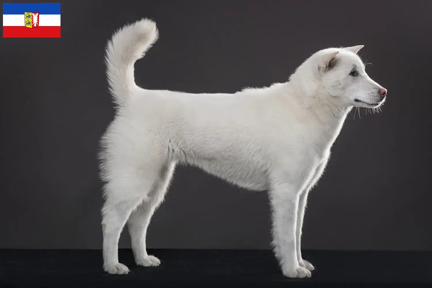 Read more about the article Criadores de Kishu e cachorros em Schleswig-Holstein