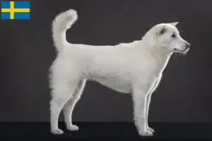 Read more about the article Criadores de Kishu e cachorros na Suécia