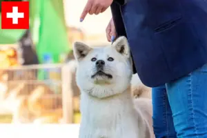Read more about the article Criadores de Kishu e cachorros na Suíça