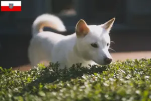 Read more about the article Criadores de Kishu e cachorros em Thuringia
