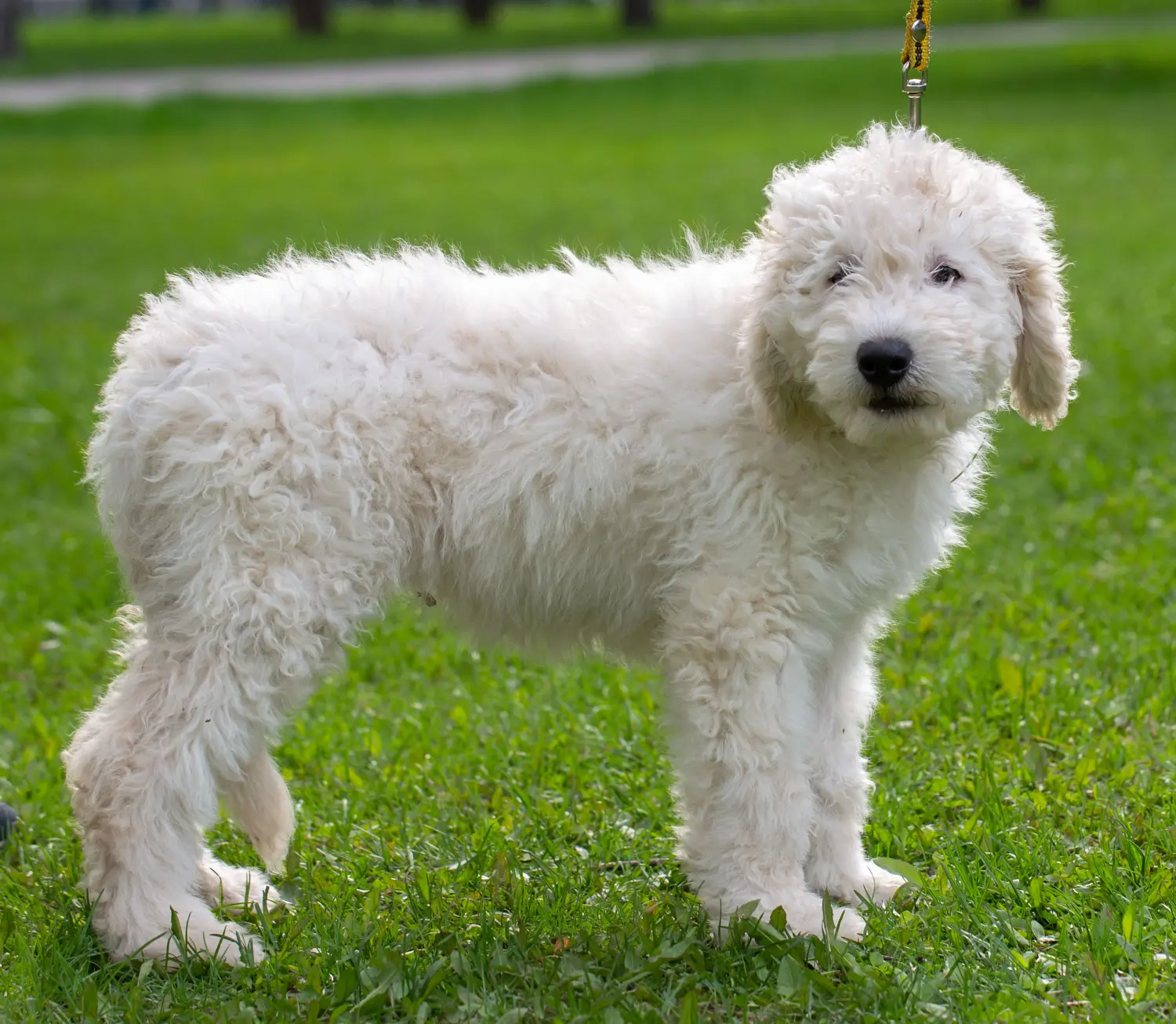 Comprar um cachorro Komondor significa assumir responsabilidades! Comprar cachorros Komondor.