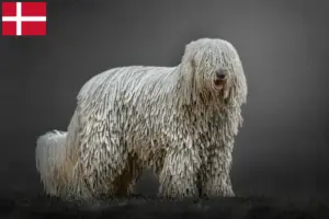 Read more about the article Criadores de Komondor e cachorros na Dinamarca