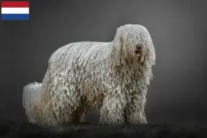 Read more about the article Criadores de Komondor e cachorros nos Países Baixos