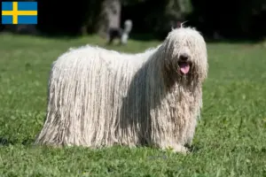 Read more about the article Komondor criadores e cachorros na Suécia