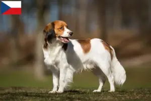 Read more about the article Criadores de Kooikerhondje holandês e cachorros na República Checa