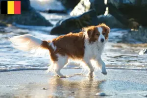 Read more about the article Criadores de Kooikerhondje holandês e cachorros na Bélgica