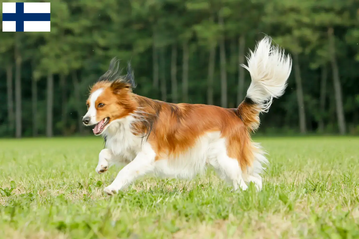 Read more about the article Criadores de Kooikerhondje holandês e cachorros na Finlândia