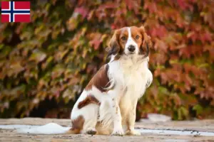 Read more about the article Criadores de Kooikerhondje holandeses e cachorros na Noruega