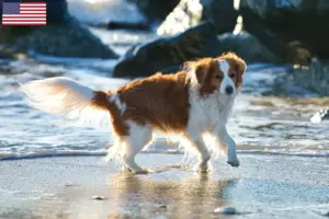 Read more about the article Criadores e cachorros de Kooikerhondje holandês nos EUA