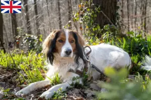 Read more about the article Criadores de Kooikerhondje holandeses e cachorros na Grã-Bretanha